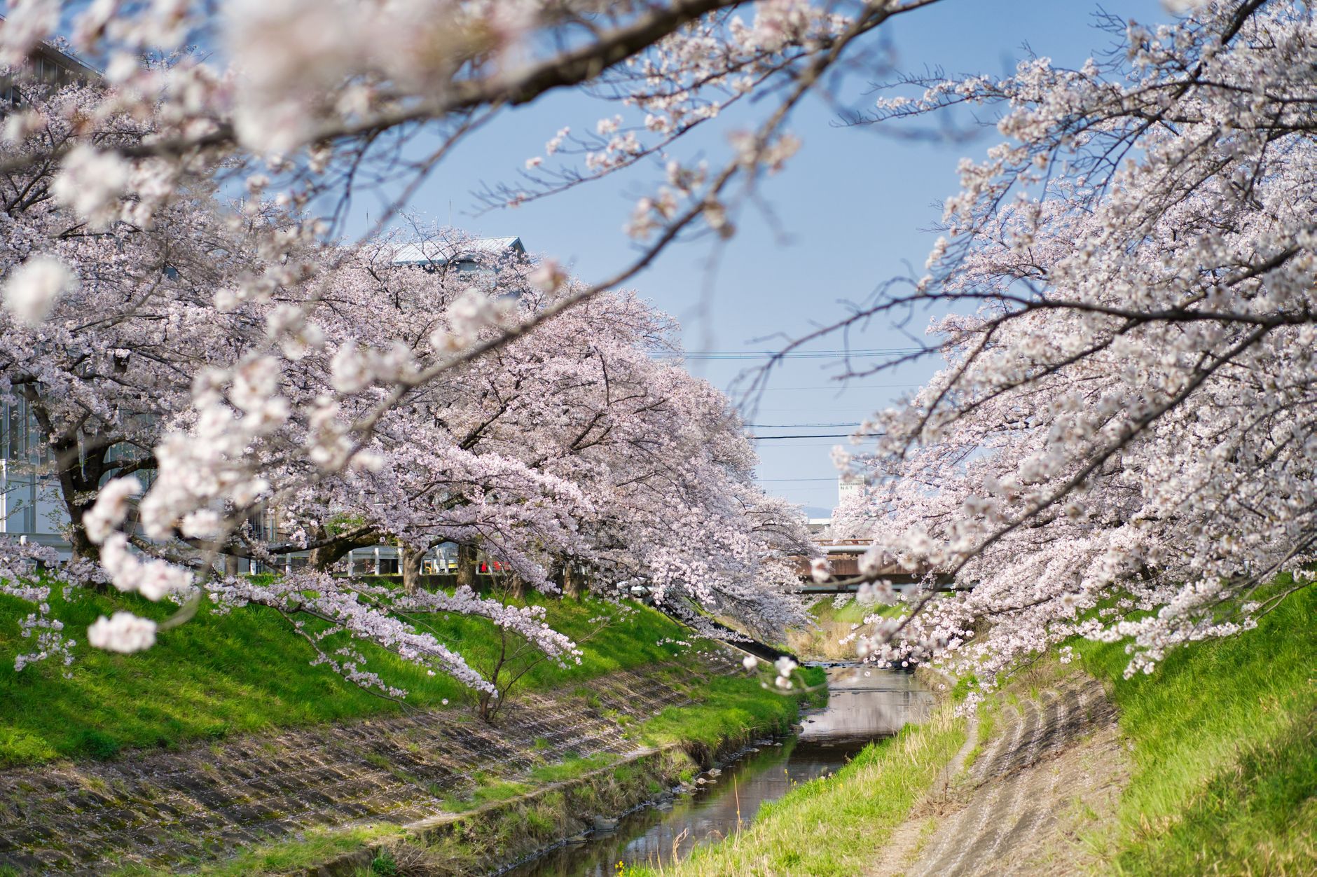 Japan Reisezeit 2026: Ultimativer Guide für die perfekte Reise